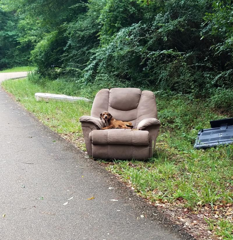 dog waiting on his chair