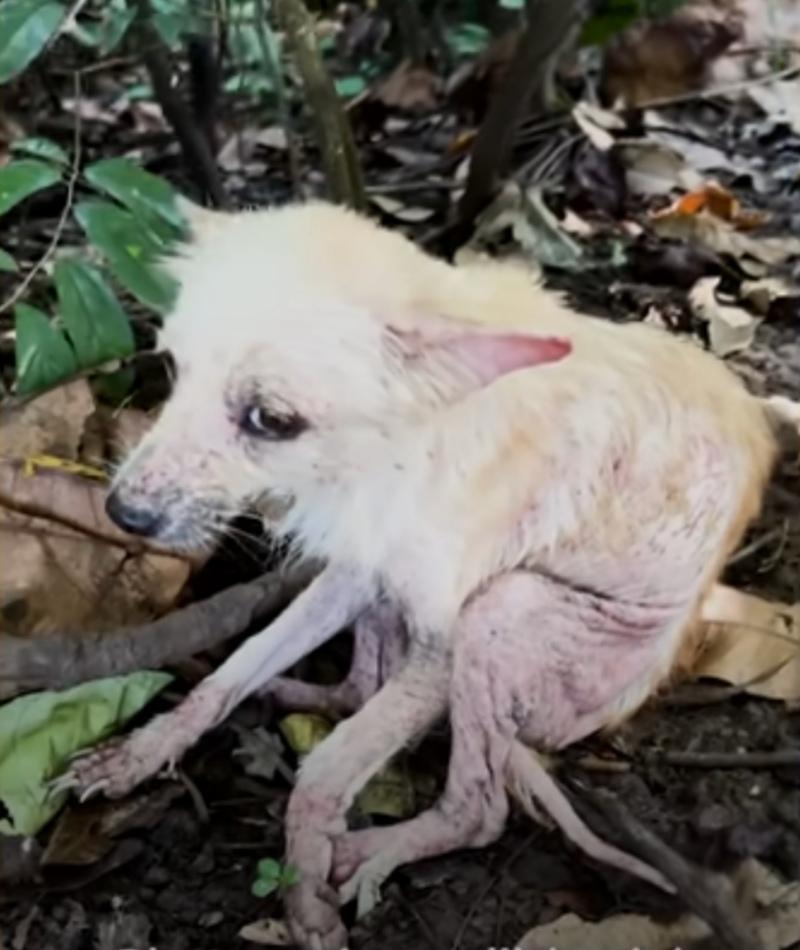 emaciated and abused dog