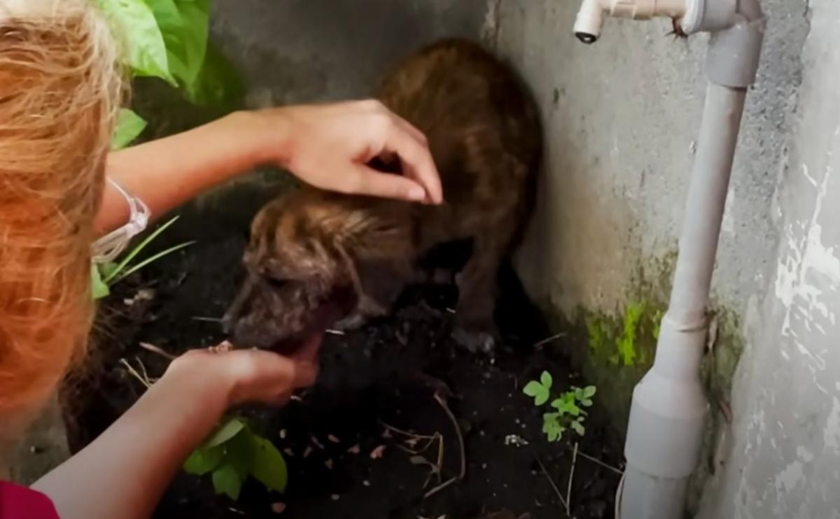 feeding the stray pup