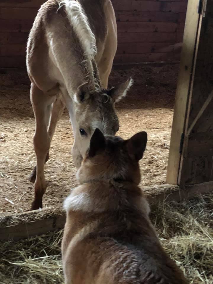 foal and dog bonding