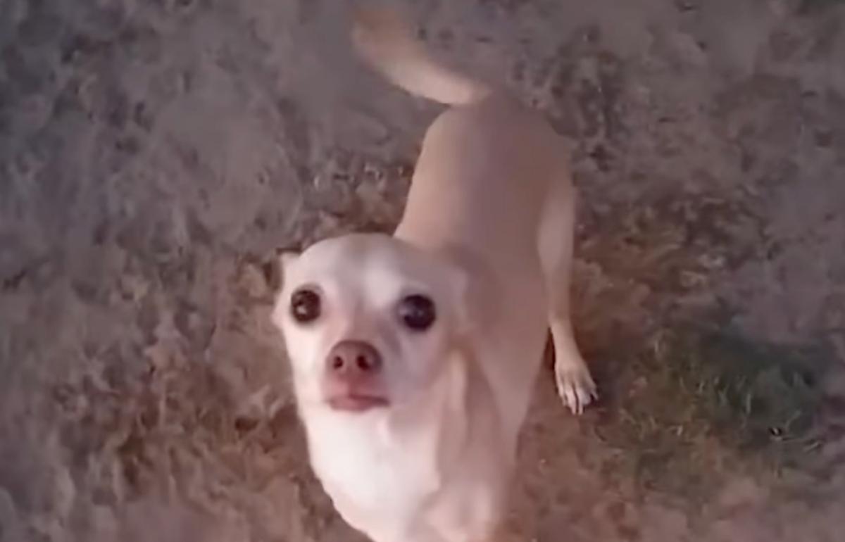 geoffrey playing in a park