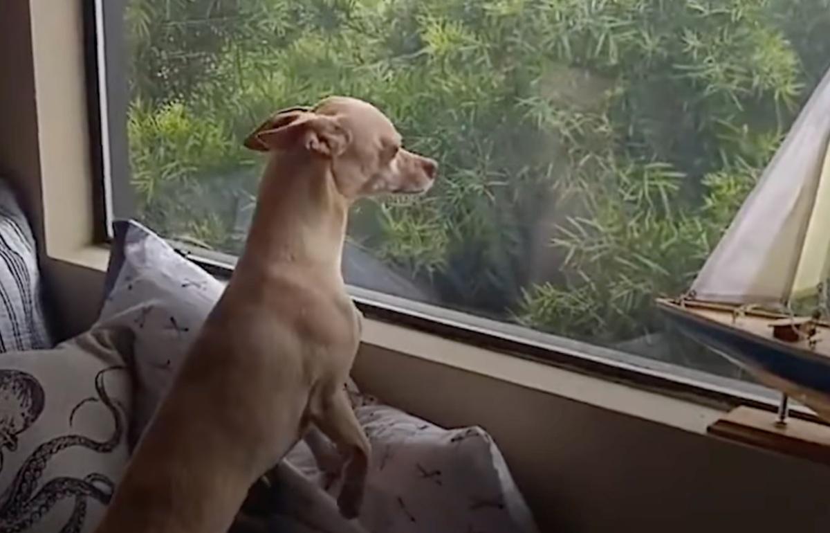 geoffrey waiting for his foster mom by the window