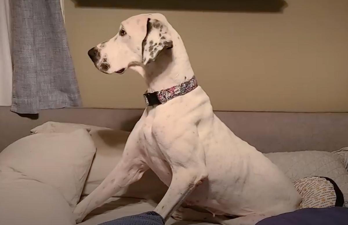 great dane at foster home after rescue