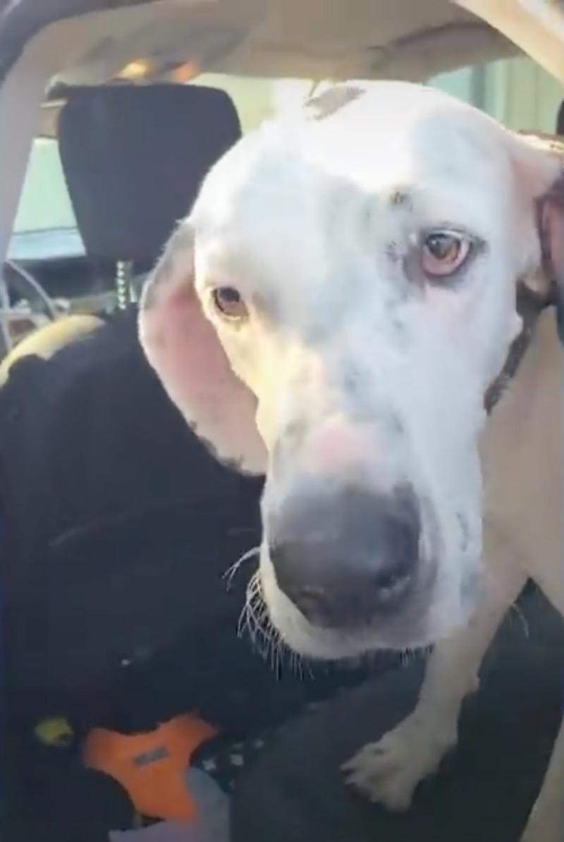 great dane in car after rescue