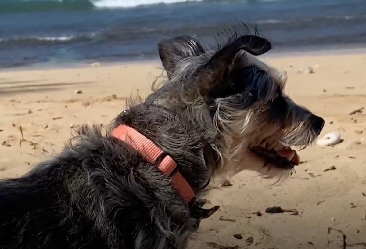 halo at the beach