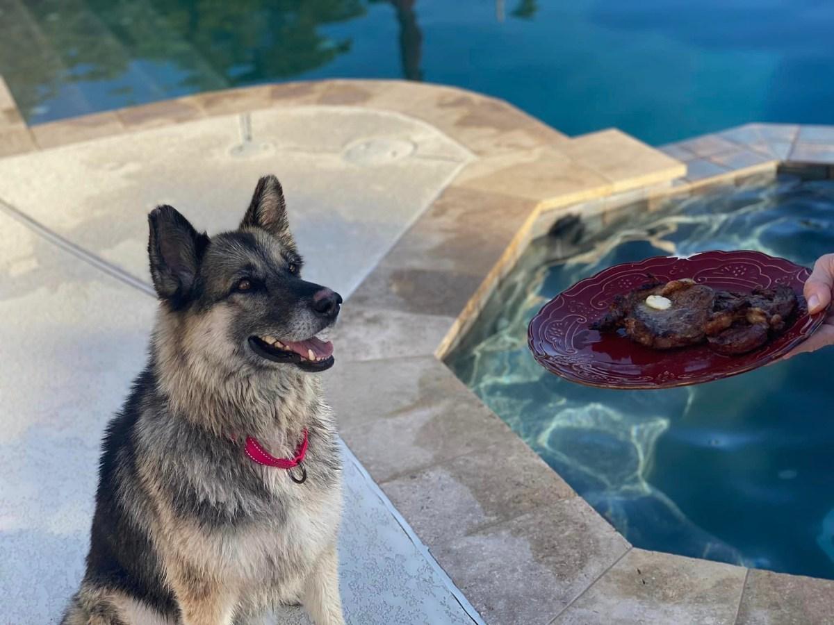 happy sheba at his home