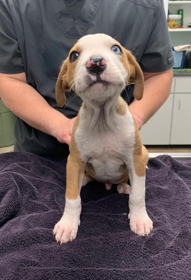 jiminy cricket at the vet