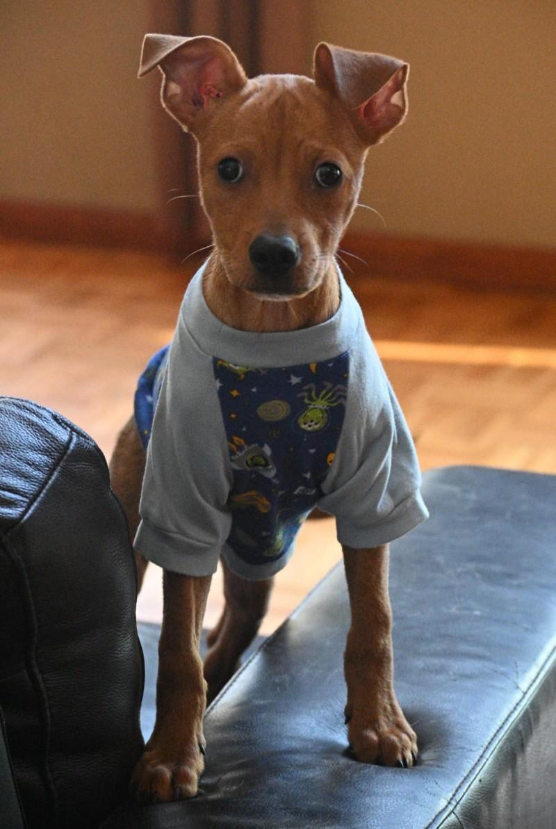 knox wearing a t shirt on the couch