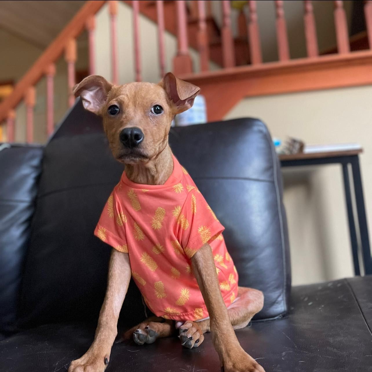 knox with a red tee on the couch