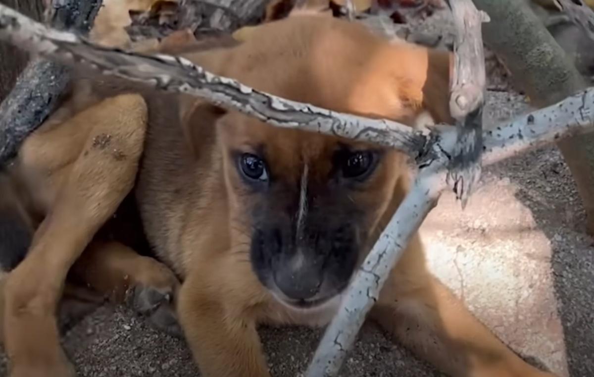 little pup hidding in the woods