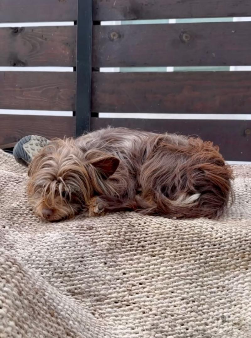 little pup sleeping on a mat