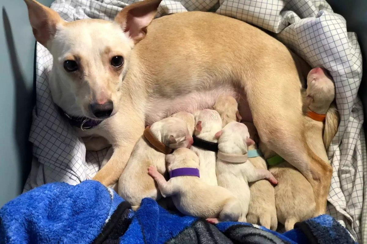 lol feeding her puppies