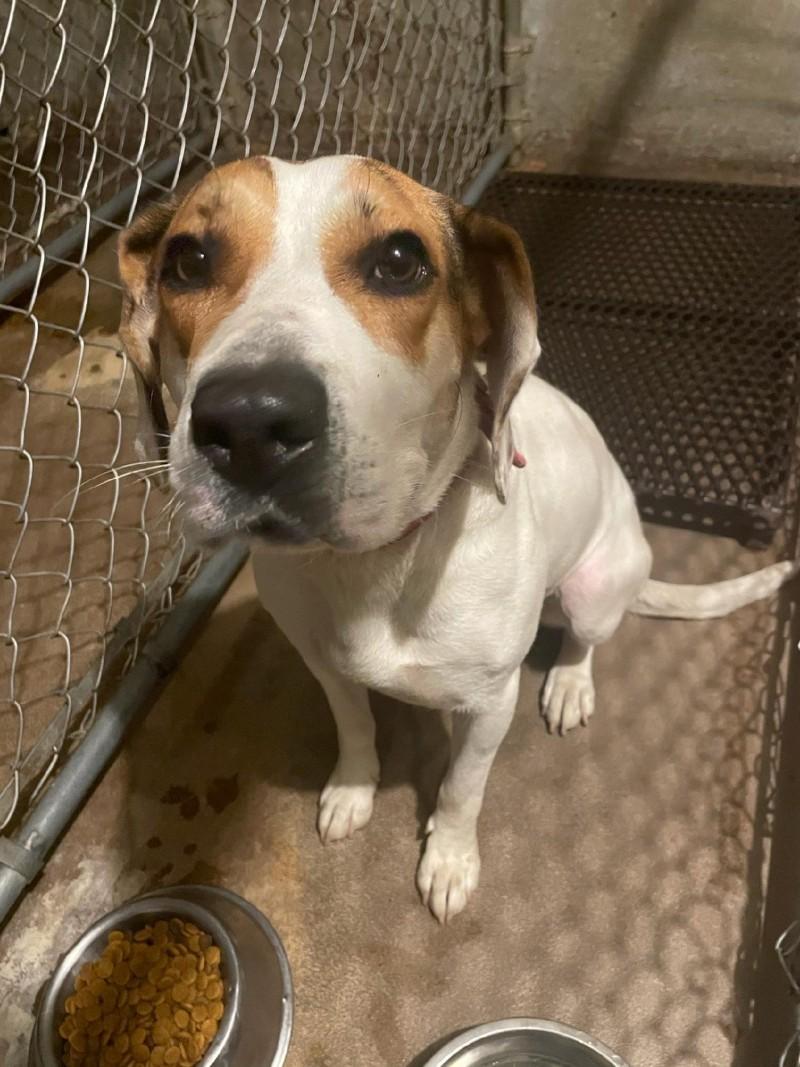 lola waiting in a kennel