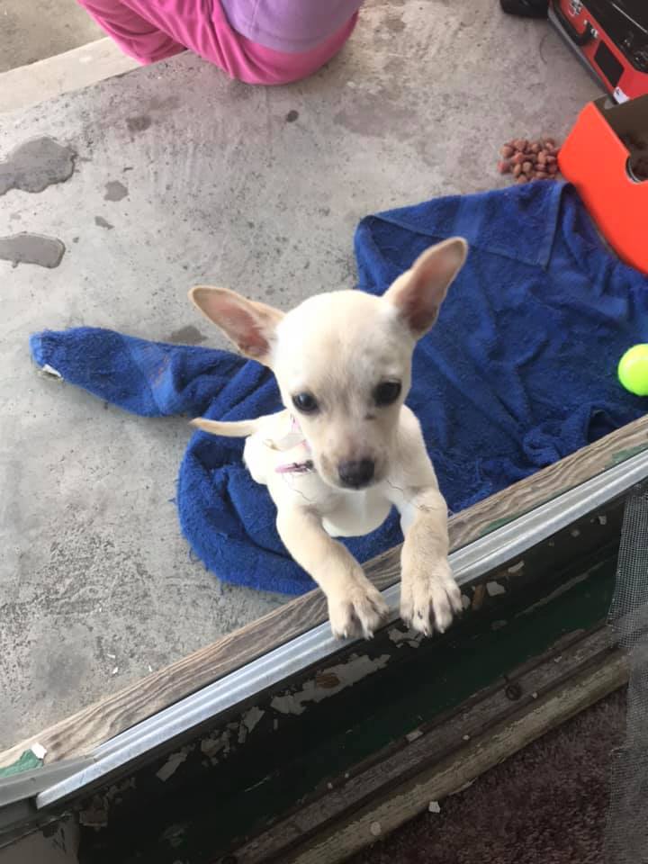 lost pup on the porch