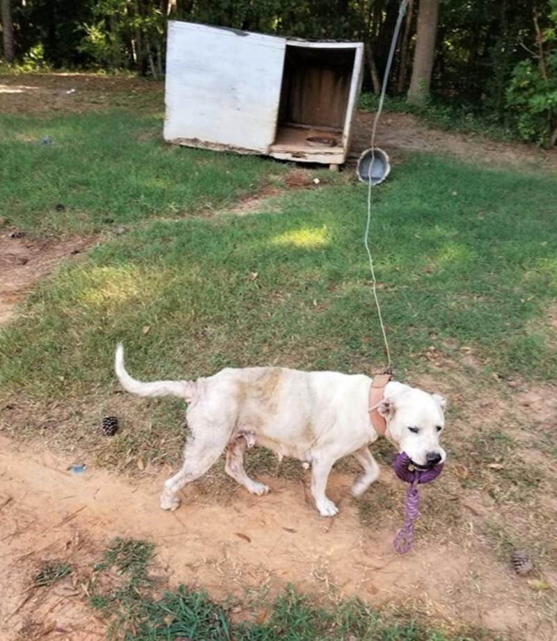 maggie tied to a pole in backyard