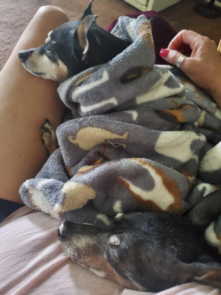 marmar under a blanket with foster mom