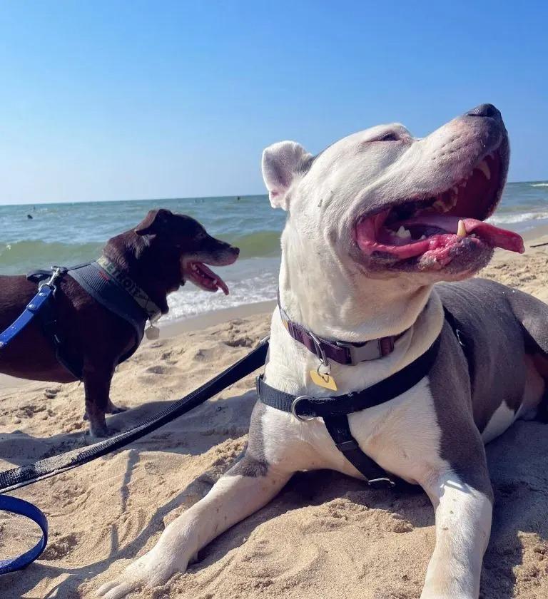 noodle at the beach with a furry friend