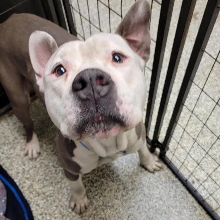 noodle waiting in a kennel