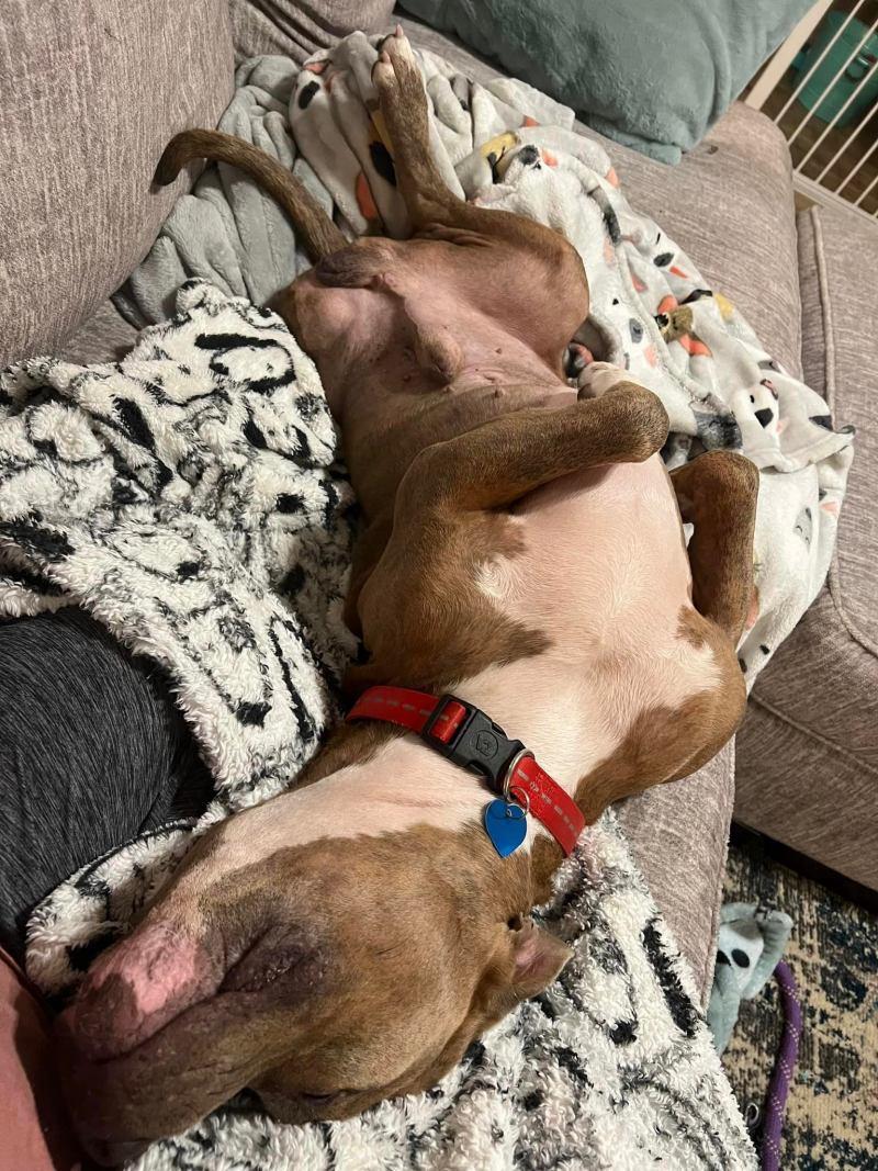 papas lying on the couch at new home