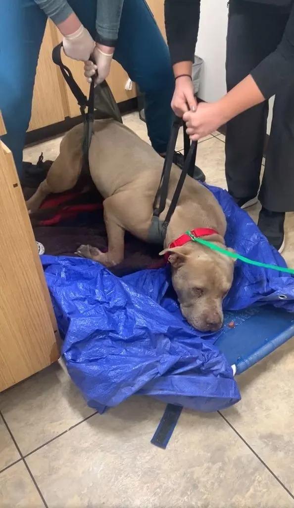 paralyzed dog carried by rescuers