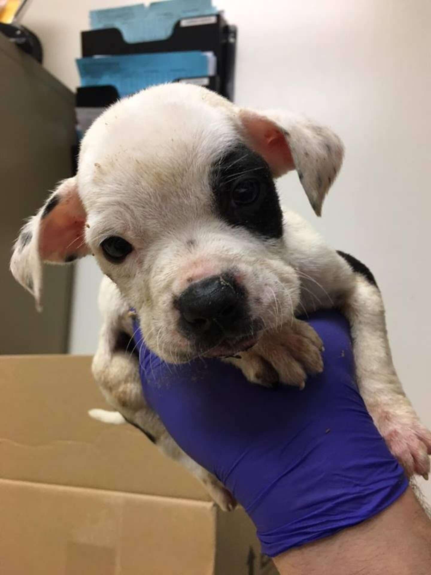 petey at the vet