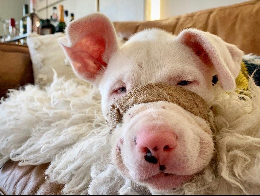 piglet at her foster mom