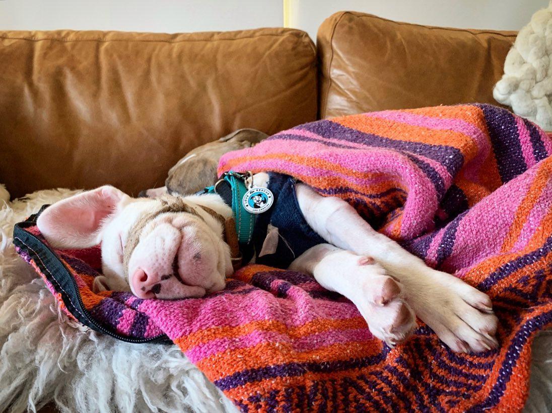 piglet sleeping with a mask on the eyes