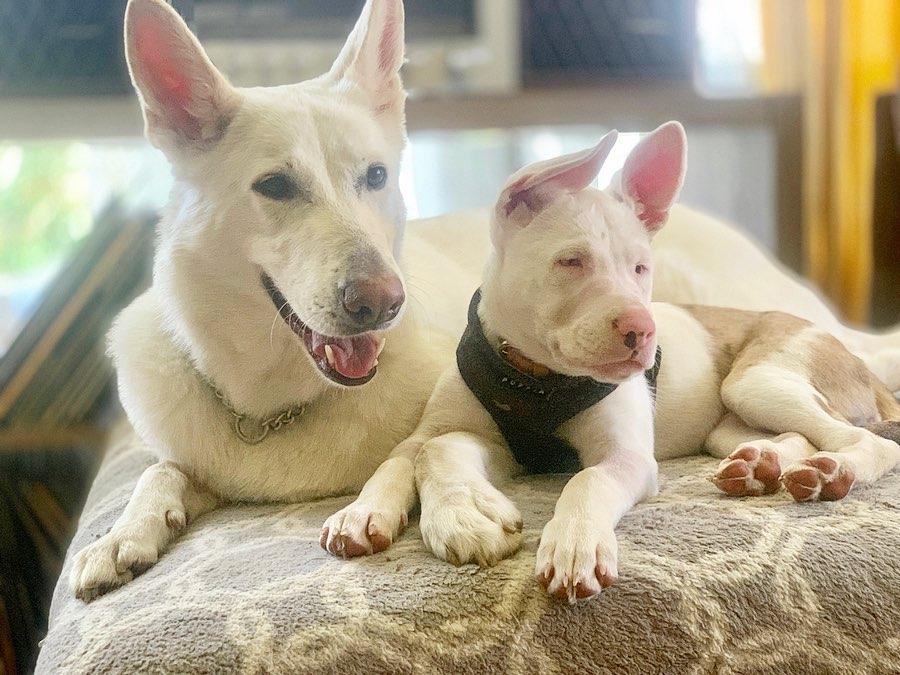 piglet with a canine friend