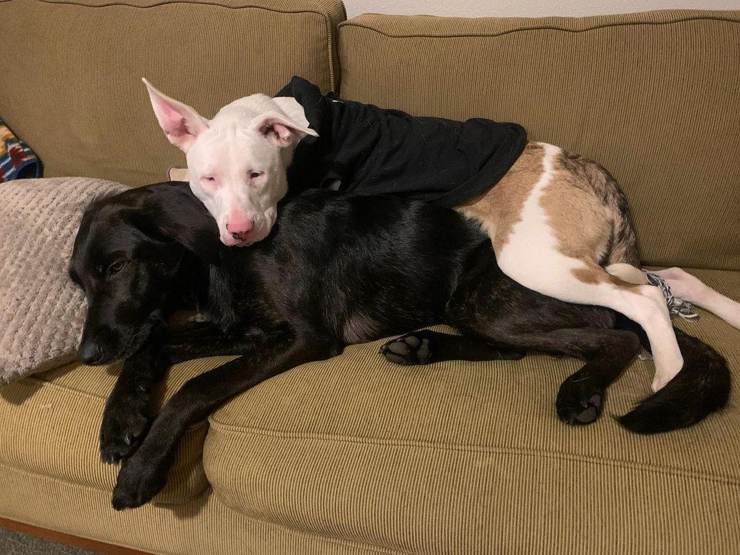 piglet with her furry brother on the couch