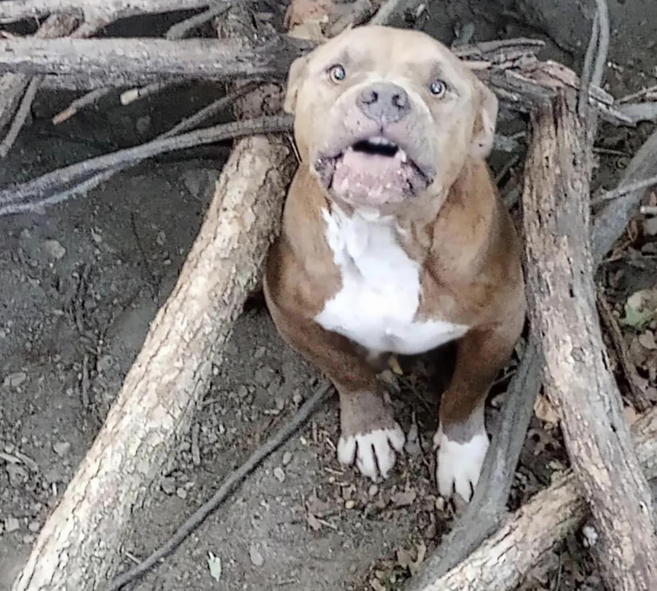 pittie abandonned in the wood