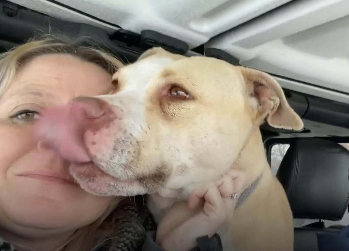 pittie hugging his rescuer in the car