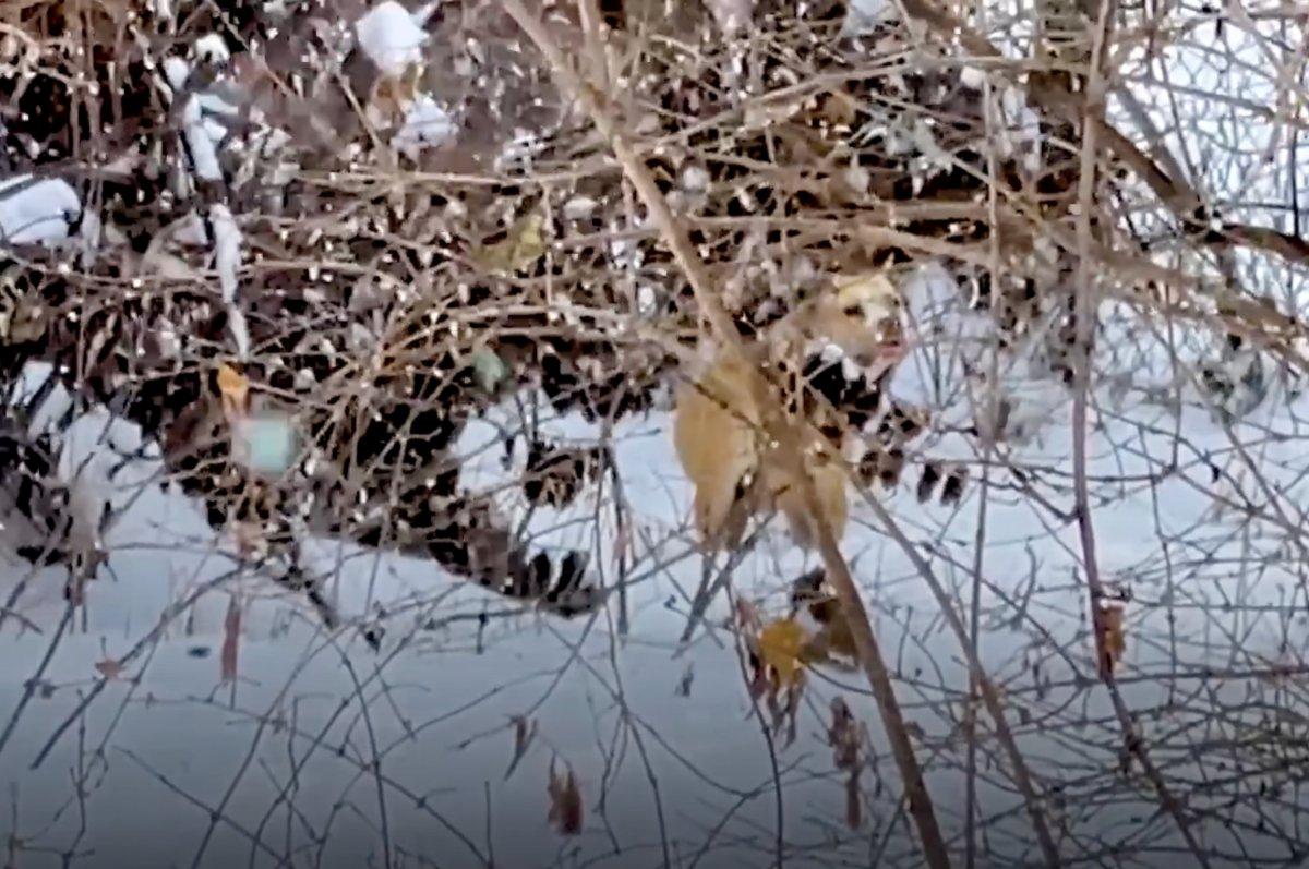 pittie trapped in a tree