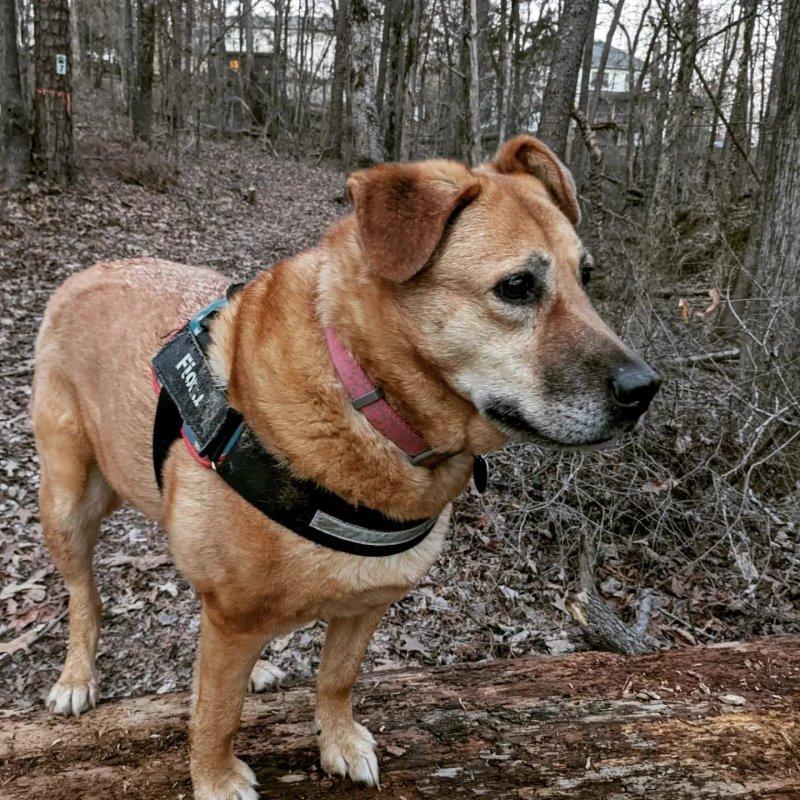 portrait of fiona in the woods