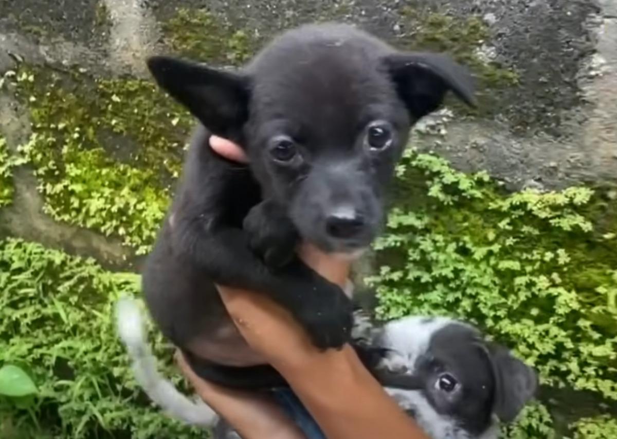 pup found in a hole