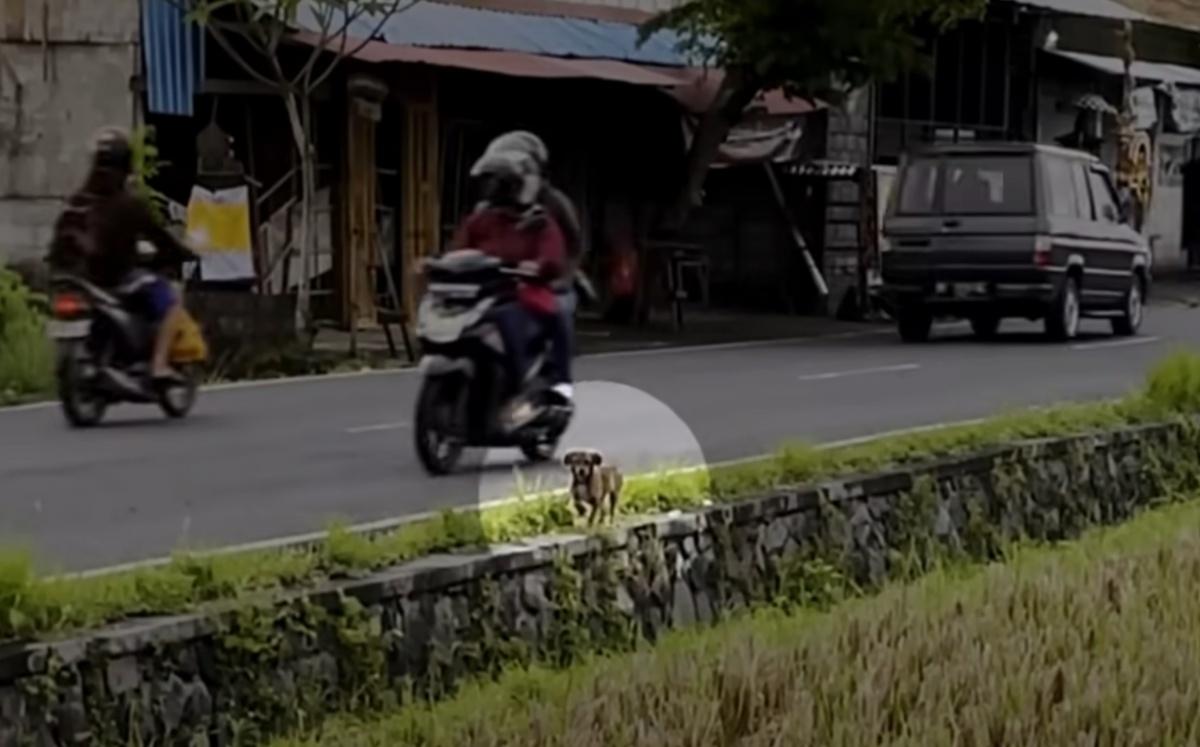 pup found on a busy roadside