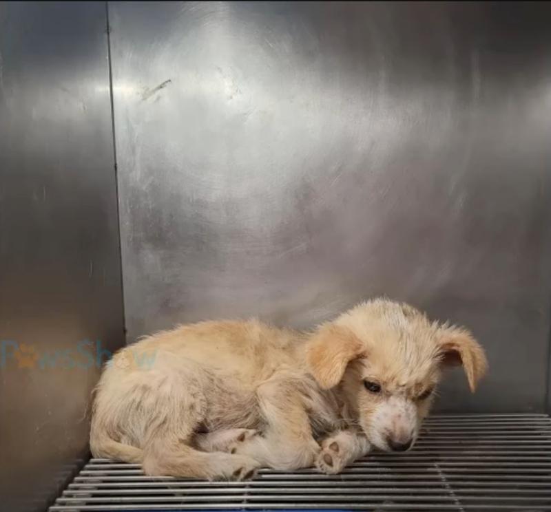 pup lying in crate