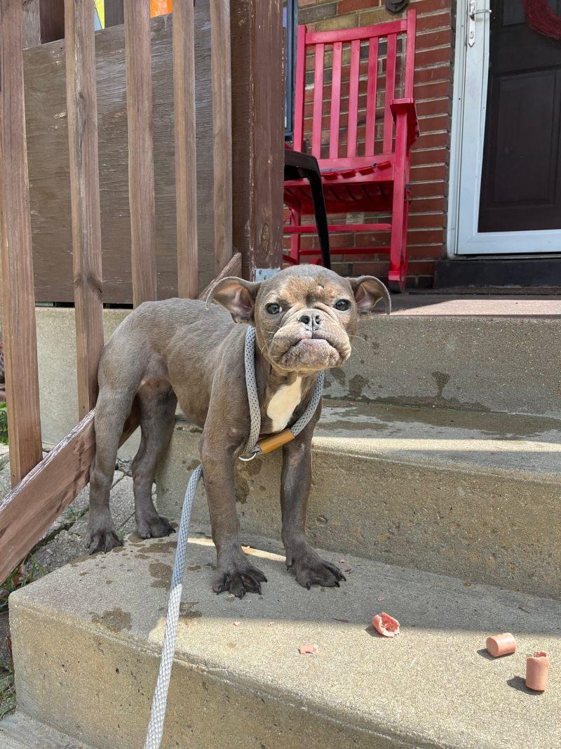 pup on leash on the porch