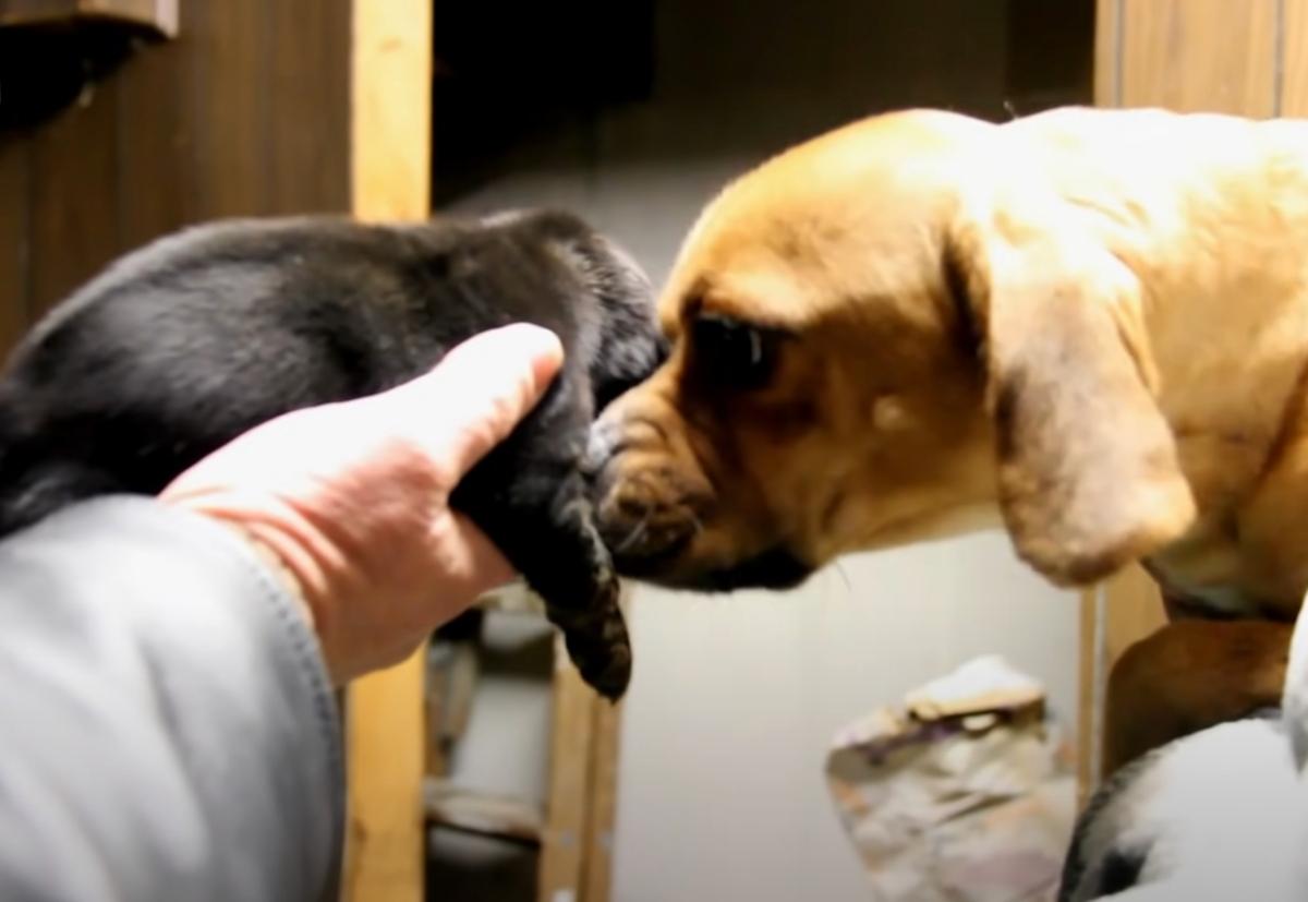 puppy reunion with mom