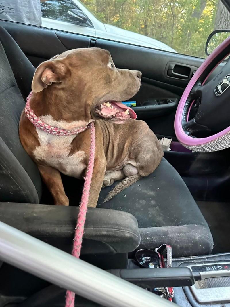 rescued pittie in the car