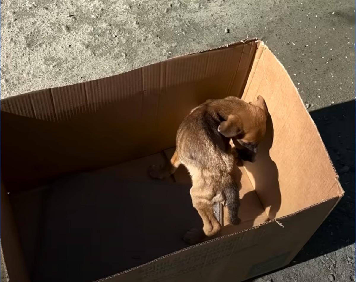 rescued pup in cardbox