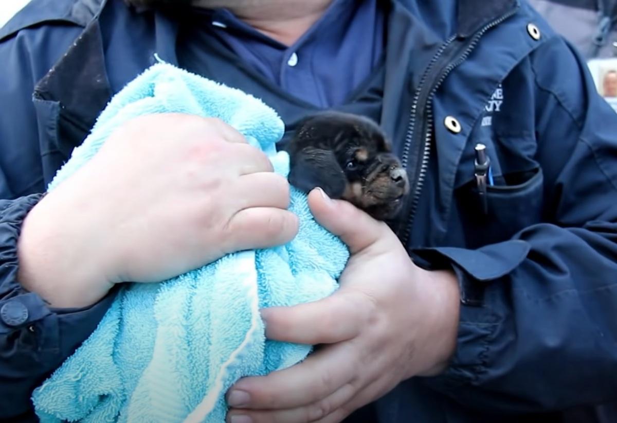 rescued pup in rescuer arms