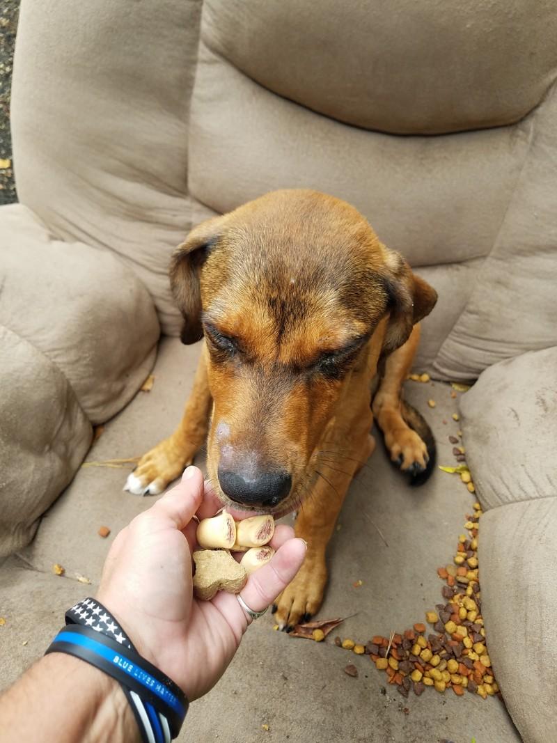 rescuer feeding the dog