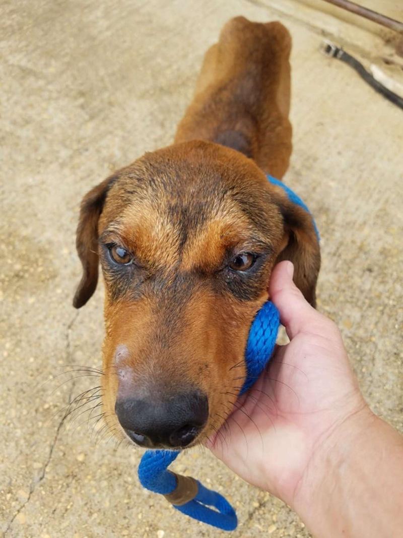 rescuer petting la z boy