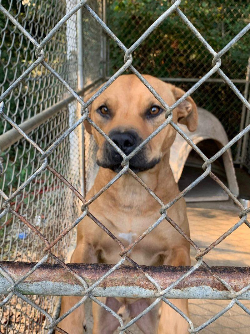 sad barney waiting for someone in a kennel