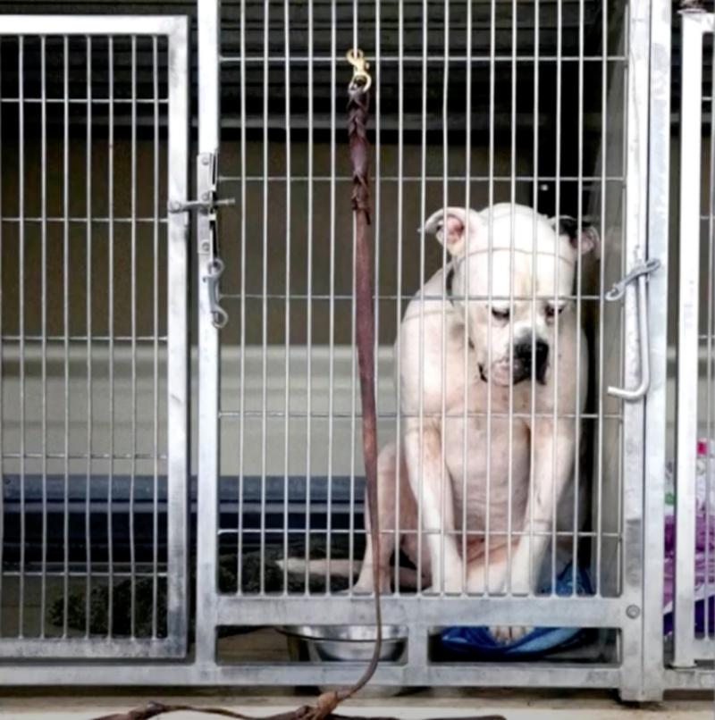 sad ritter in a crate after being abandonned