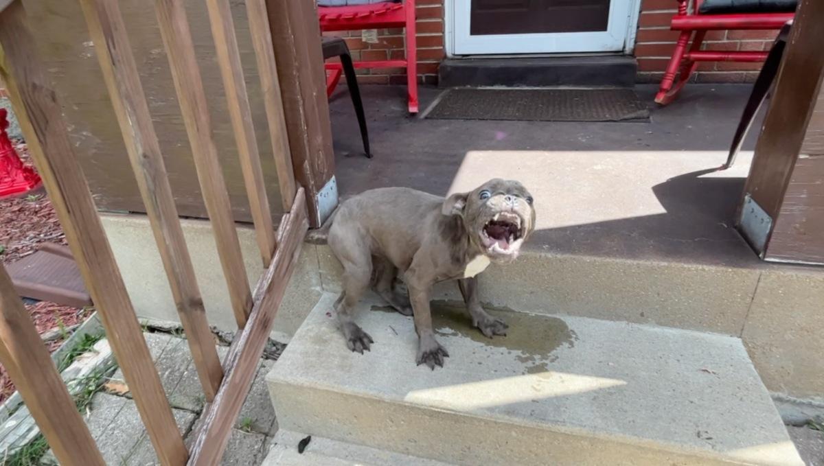 scared pup on a porch