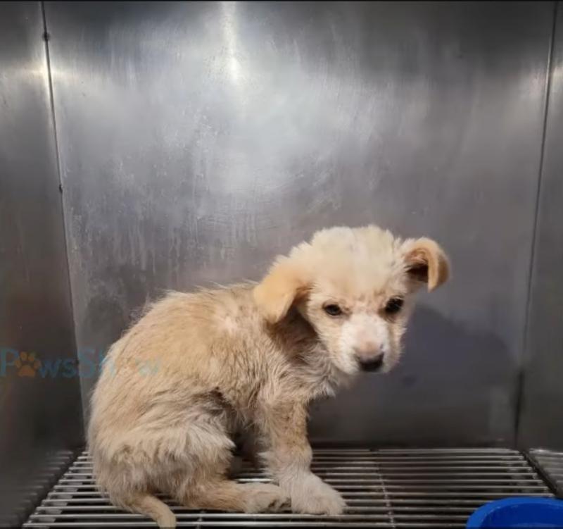 scared suka at shelter after rescue