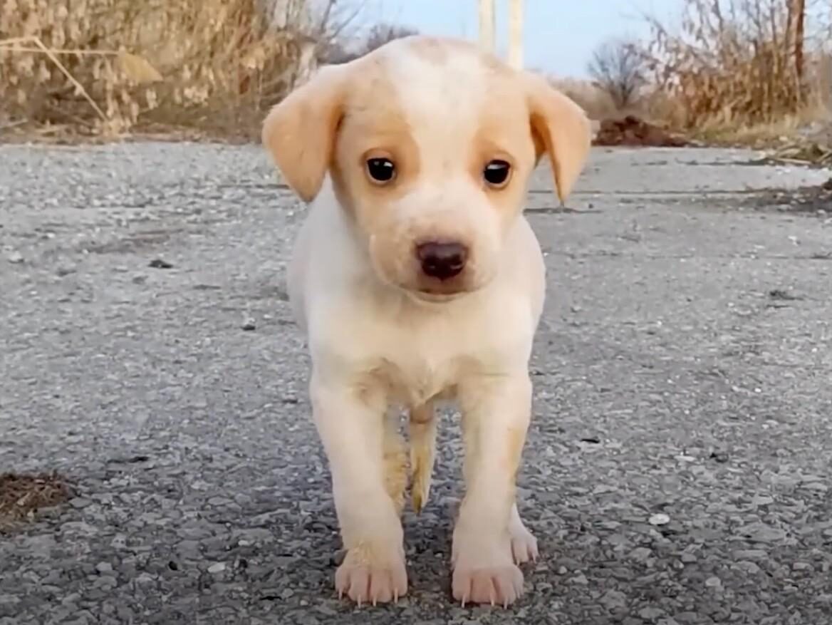 shaking pup when found