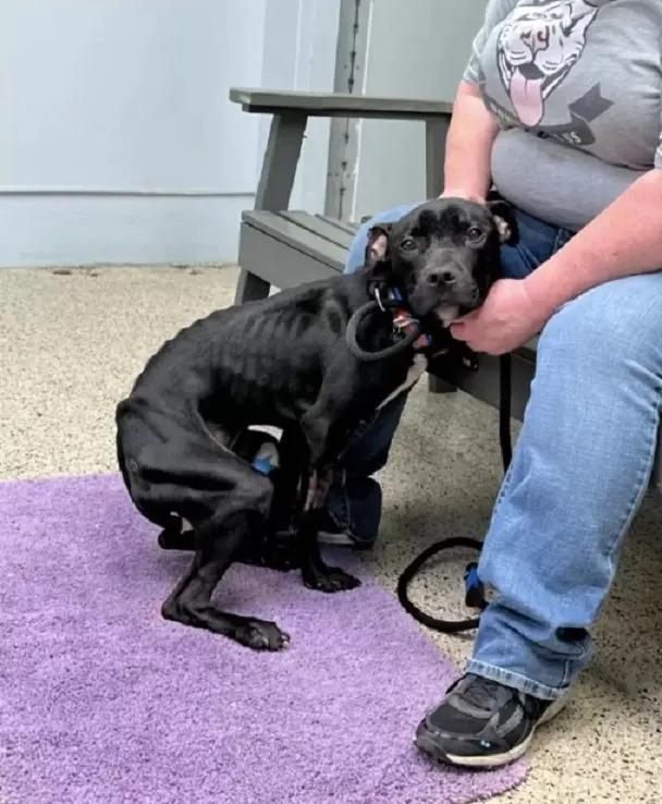 skinny stray pup on a leash after rescue