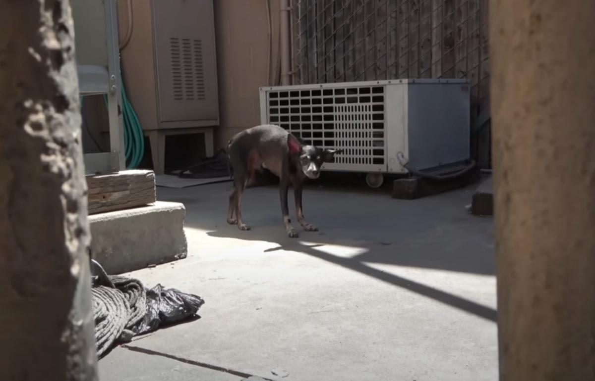 stray dog found near gas station